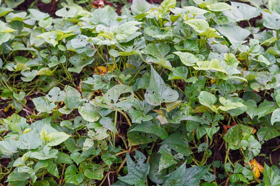 Cassava crop growing on a Nigerian farm with healthy green foliage