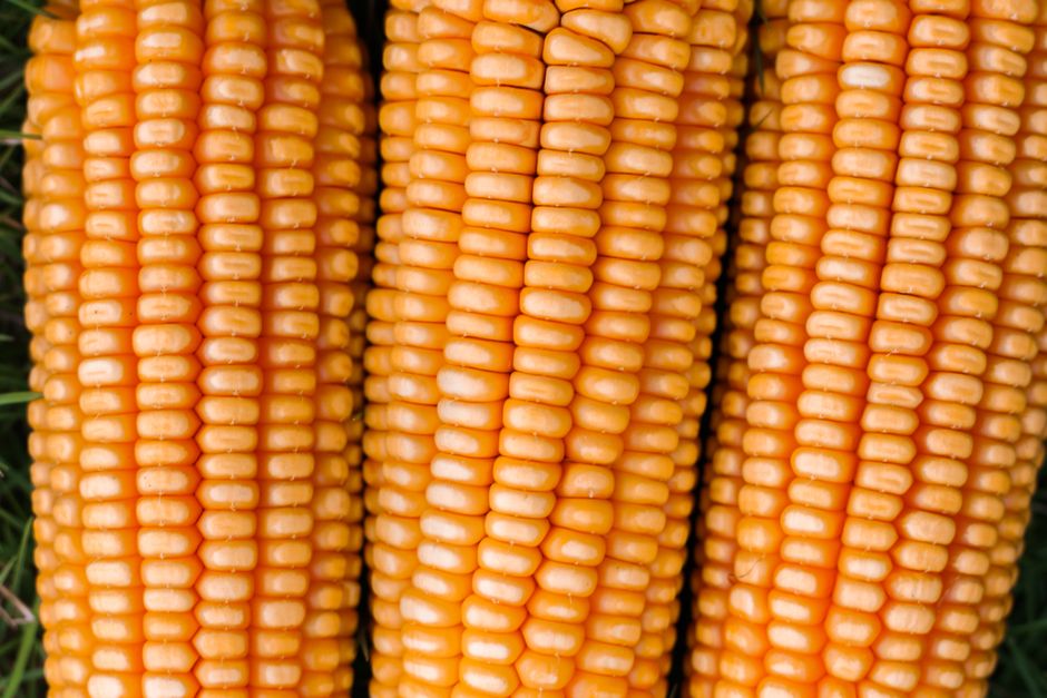 Maize harvest on a commercial Nigerian farm showing mature corn cobs and grain storage