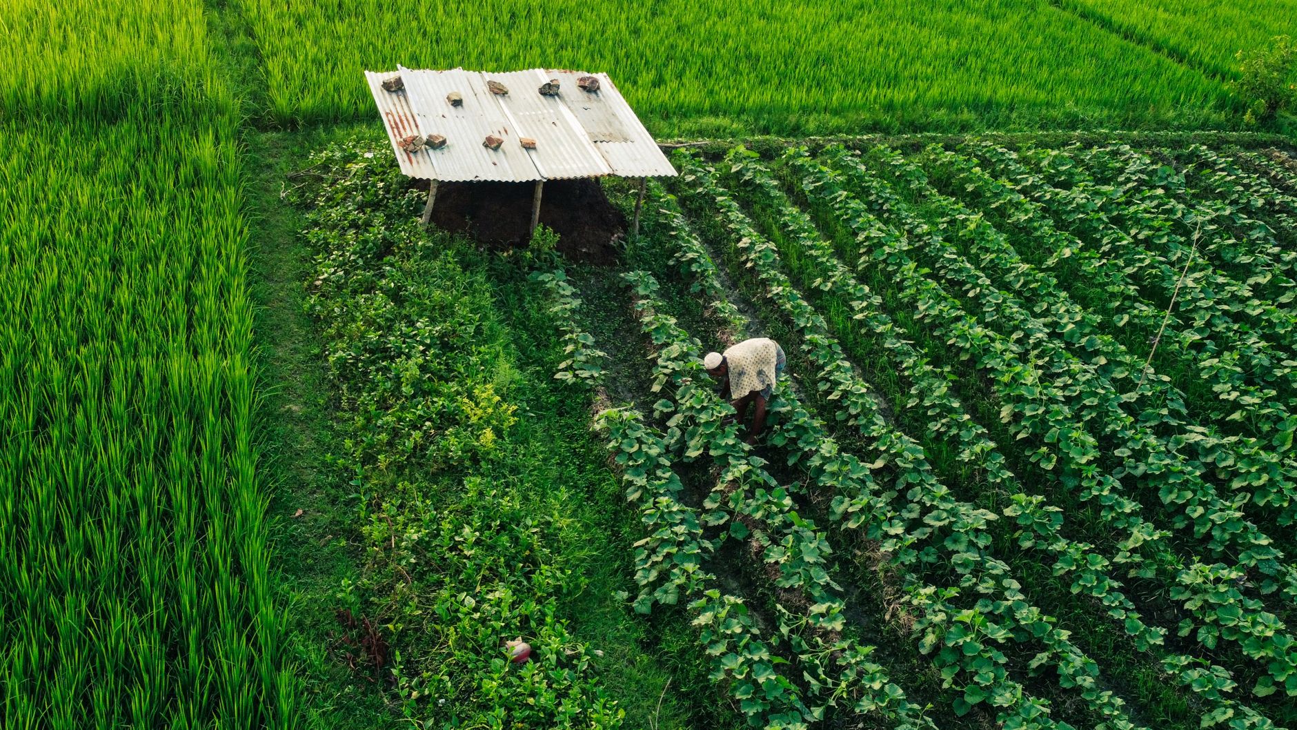 Aerial view of Nigerian farmland with organized crop rows and green vegetation
