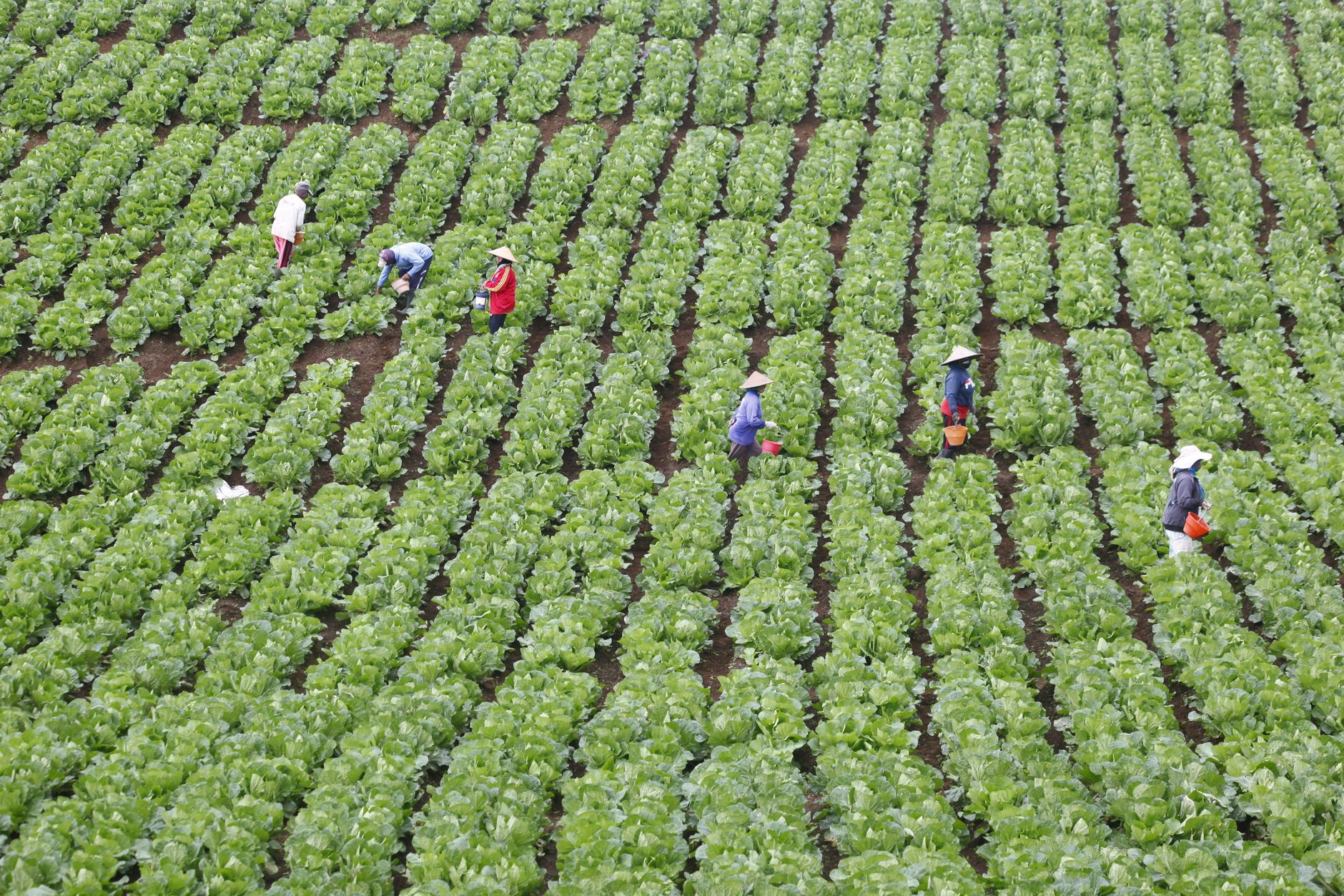 Cover image of Nigeria AgroGrow sustainable crop management guide for Nigerian farmers